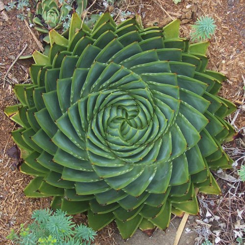 [Căn bản][Tranh Chì]Vẻ đẹp của hình học Fractal Aloe