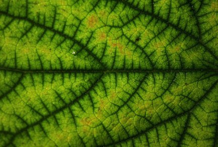 [Căn bản][Tranh Chì]Vẻ đẹp của hình học Fractal Leaf-pattern